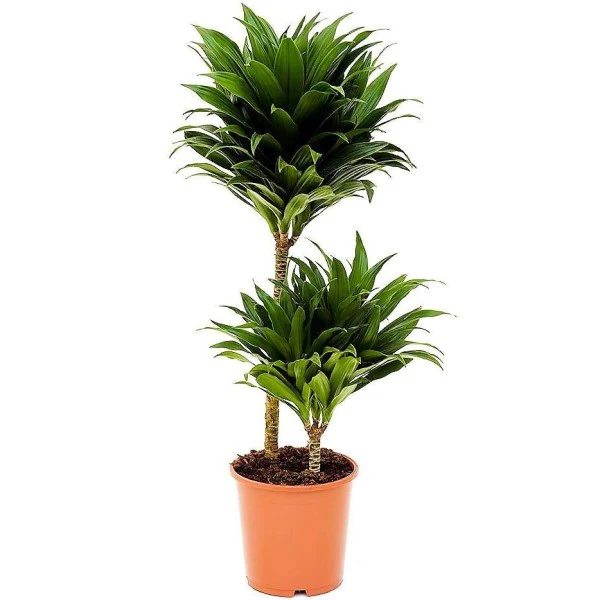 Dracaena Fragrans, Compacta - Image 4