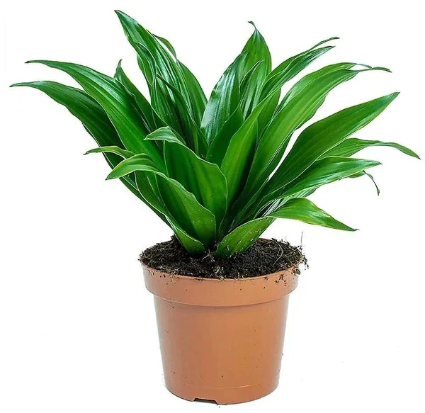 Dracaena Fragrans, Compacta - Image 5
