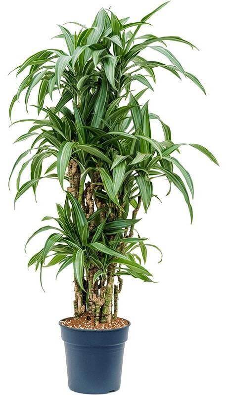 Dracaena Fragrans, Deremensis, Ulises, Ulysses - Image 2
