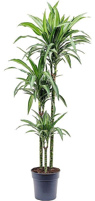 Dracaena Fragrans, Deremensis, Ulises, Ulysses - Image 3