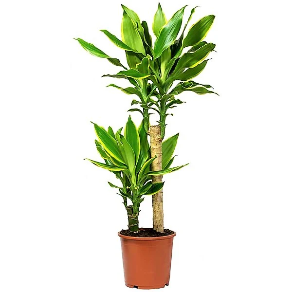 Dracaena Fragrans, Golden Coast, Cornstalk Dracena - Image 2