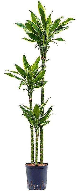 Dracaena Fragrans, Golden Coast, Cornstalk Dracena - Image 3