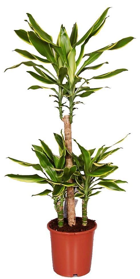 Dracaena Fragrans, Golden Coast, Cornstalk Dracena - Image 4