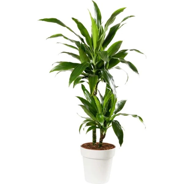 Dracaena fragrans, Janet Craig - Image 2