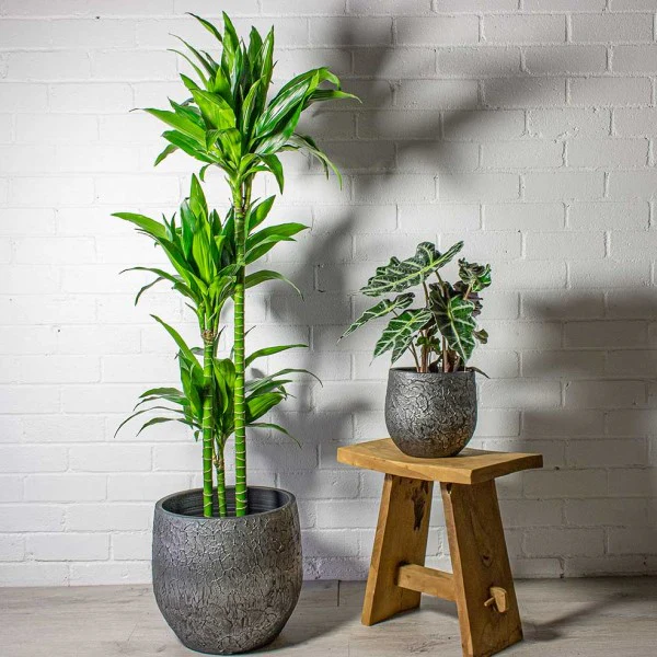 Dracaena fragrans, Janet Craig - Image 3