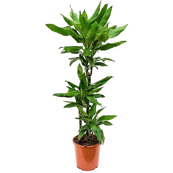 Dracaena fragrans, Janet Craig - Image 4