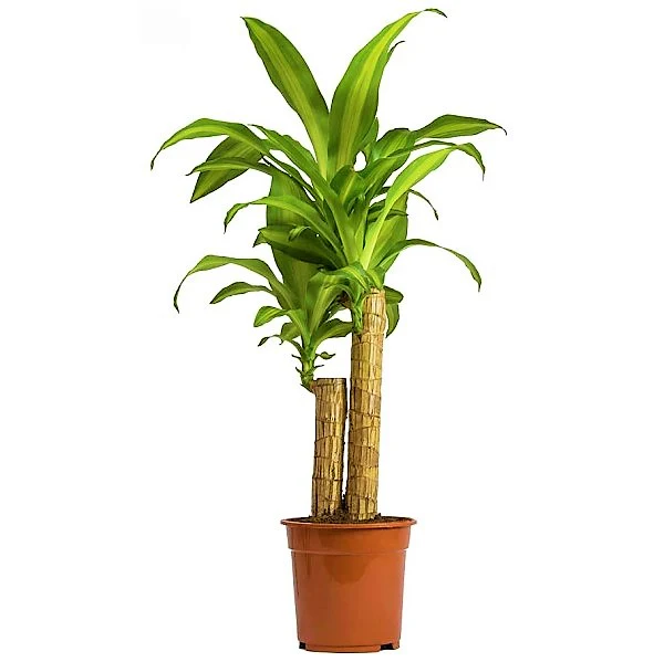 Dracaena Fragrans, Massangeana - Image 2