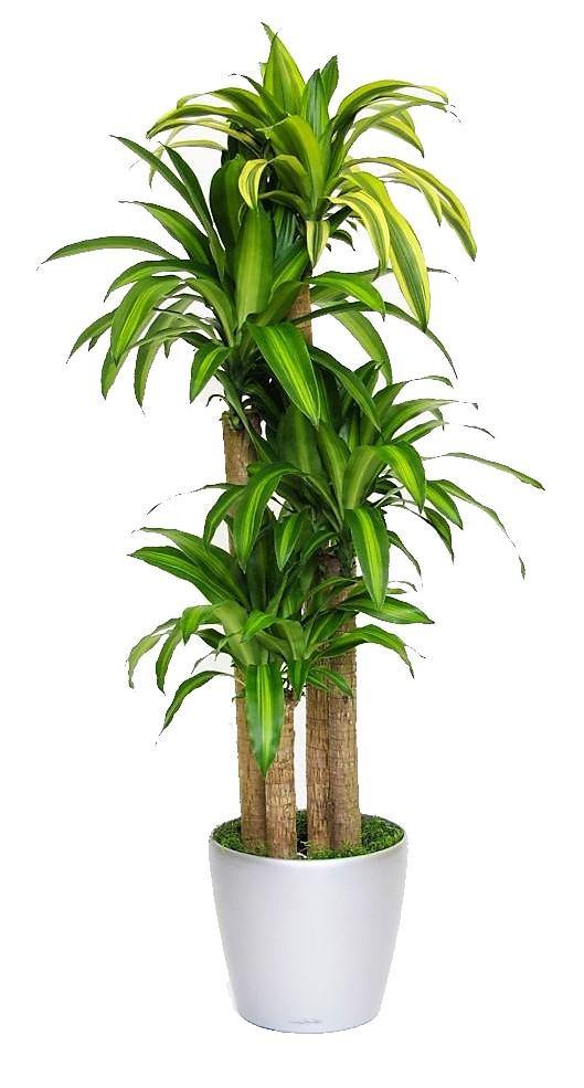 Dracaena Fragrans, Massangeana - Image 3