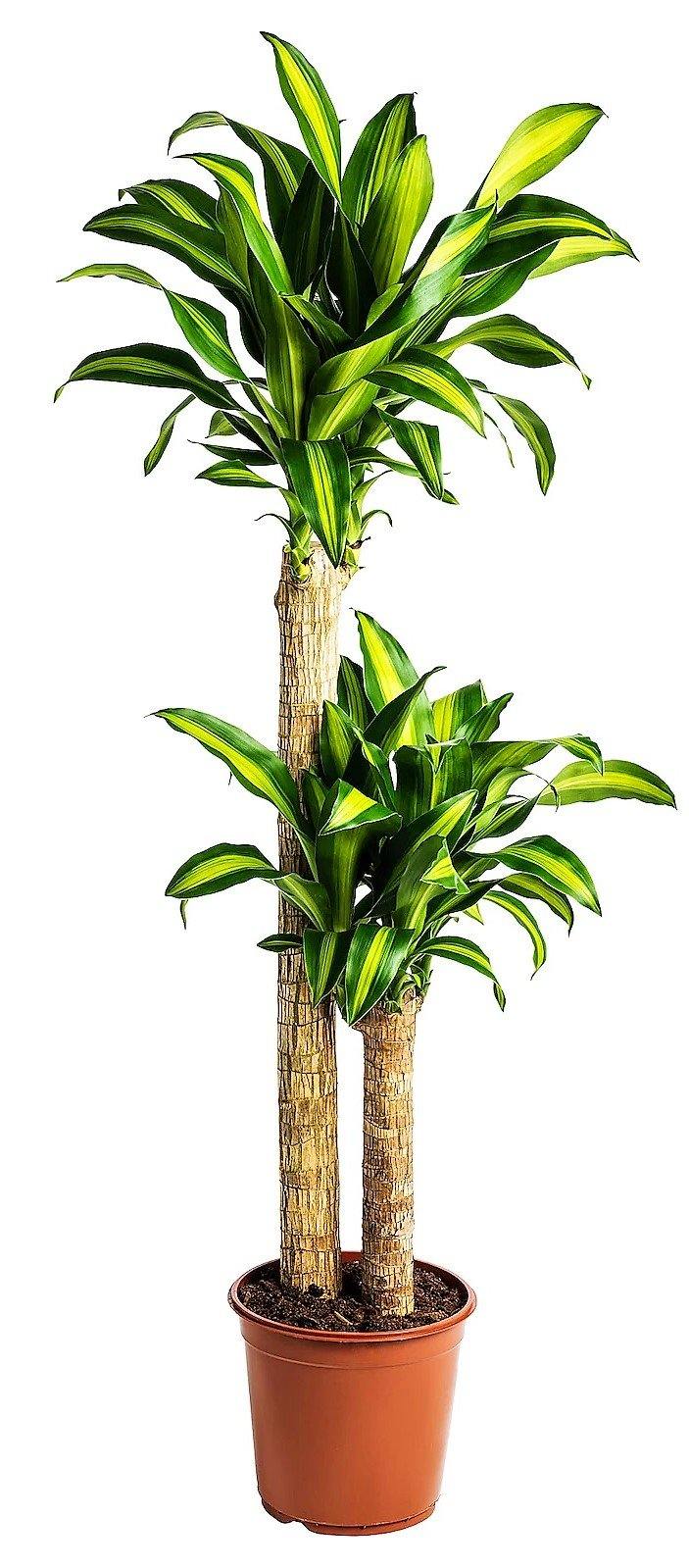 Dracaena Fragrans, Massangeana - Image 4