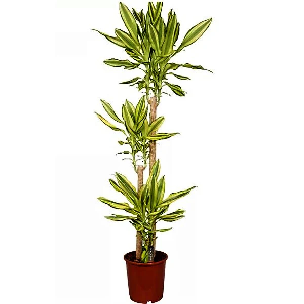 Dracaena Fragrans, Yellow Coast - Image 3