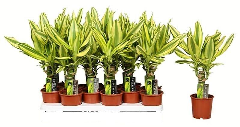 Dracaena Fragrans, Yellow Coast - Image 4