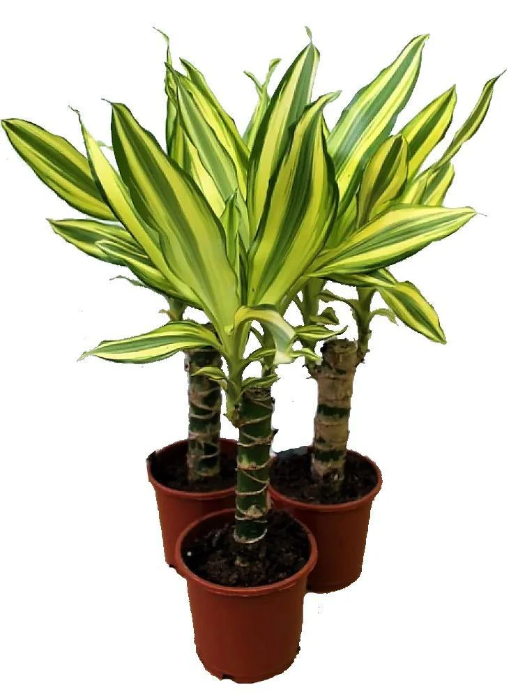 Dracaena Fragrans, Yellow Coast - Image 5