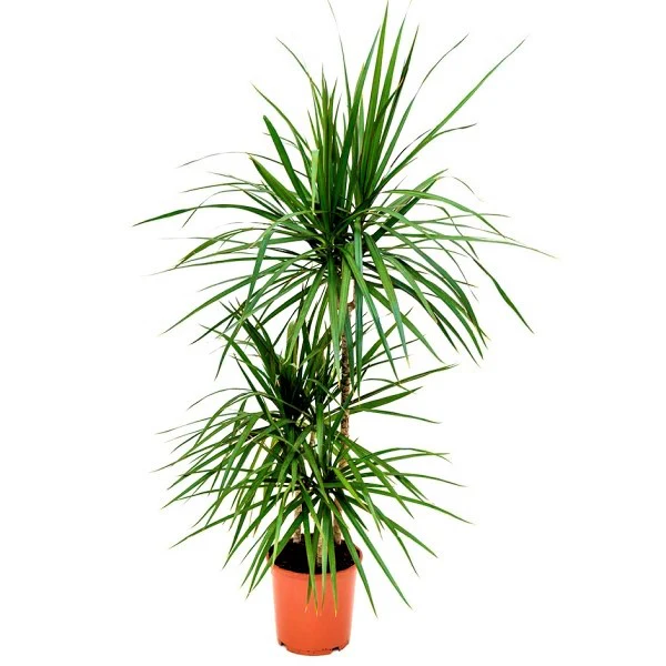 Dracaena Marginata - Image 3