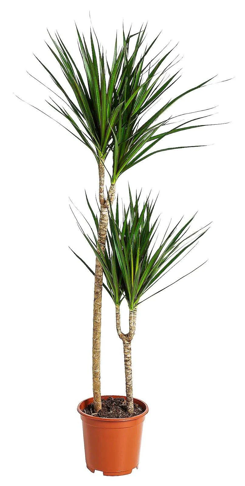 Dracaena Marginata - Image 4