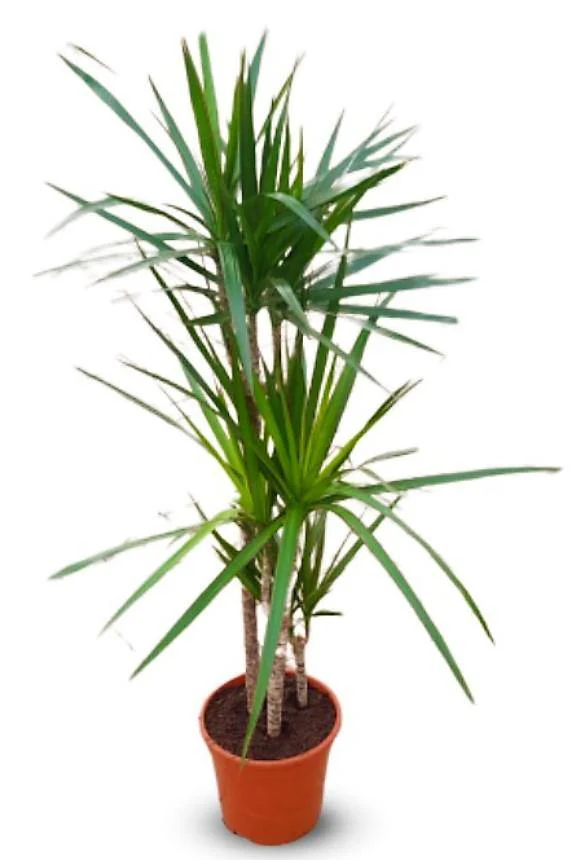 Dracaena Marginata - Image 5