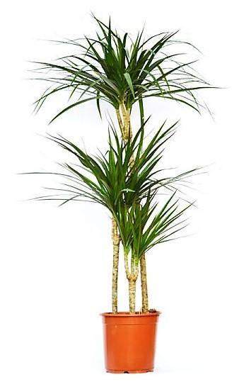 Dracaena Marginata - Image 6