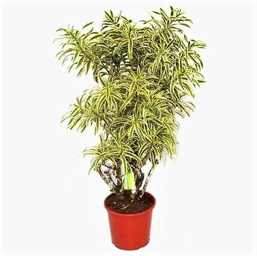 Dracaena Reflexa, Song of India, Pleomele - Image 2