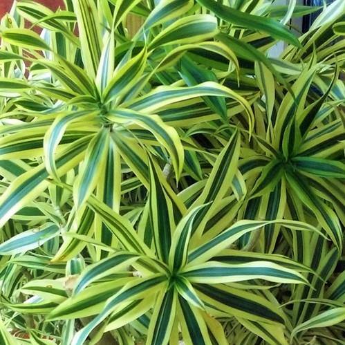 Dracaena Reflexa, Song of India, Pleomele - Image 3