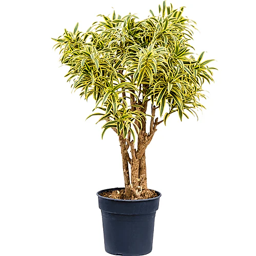 Dracaena Reflexa, Song of India, Pleomele - Image 4