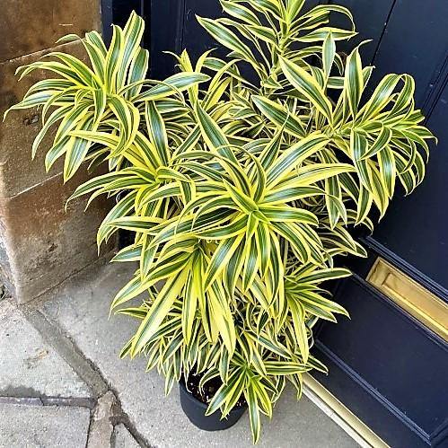 Dracaena Reflexa, Song of India, Pleomele - Image 5