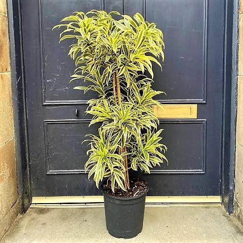 Dracaena Reflexa, Song of India, Pleomele - Image 6