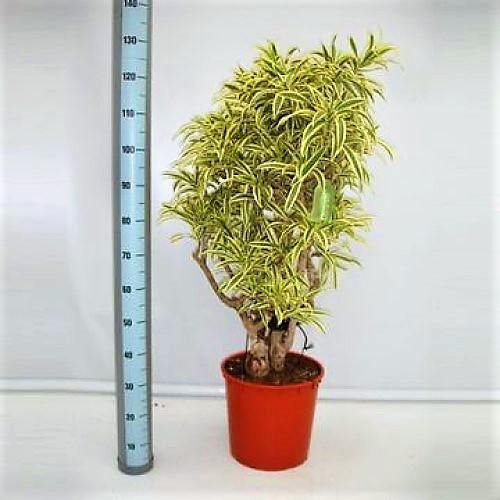 Dracaena Reflexa, Song of India, Pleomele - Image 7