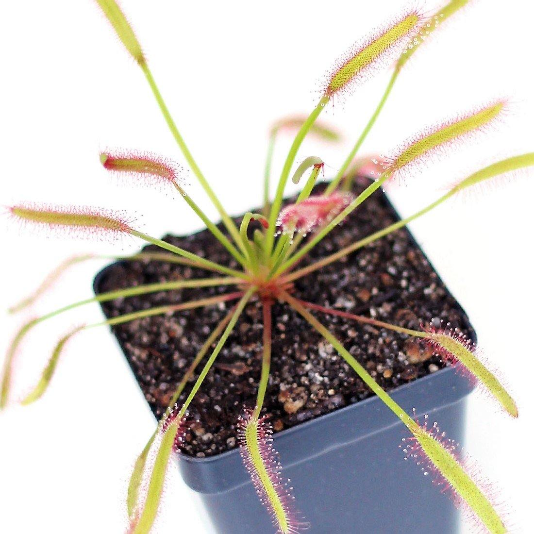 Drosera capensis or Cape Sundew - Image 3