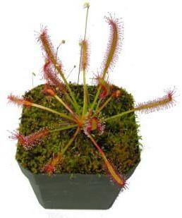 Drosera capensis or Cape Sundew - Image 4