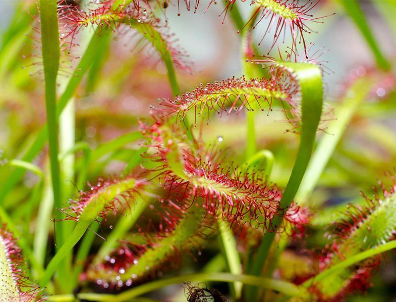 Drosera capensis or Cape Sundew - Image 5