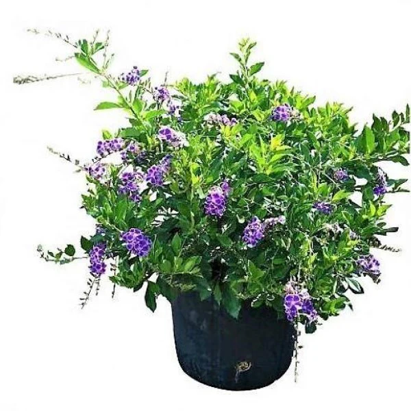 Duranta Repens, Golden Dew Drop, Sky Flower, Pigeon Berry
