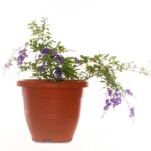 Duranta Repens, Golden Dew Drop, Sky Flower, Pigeon Berry - Image 4