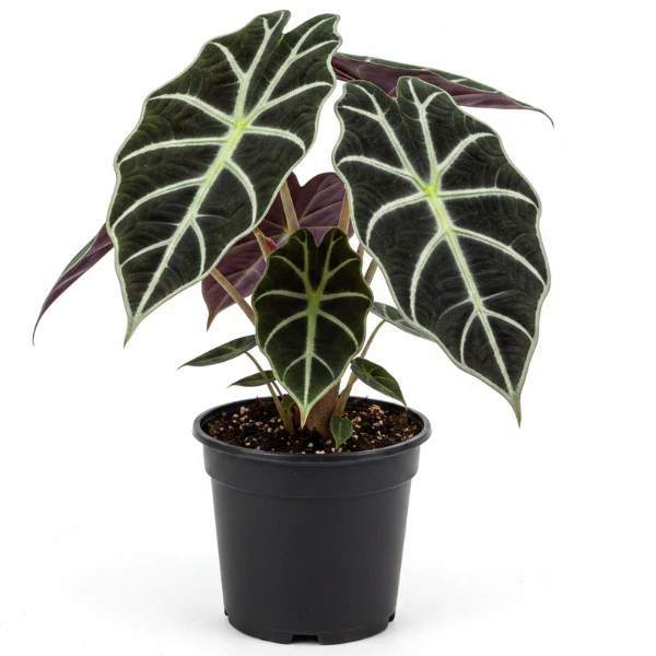 Alocasia Black Velvet Dwarf