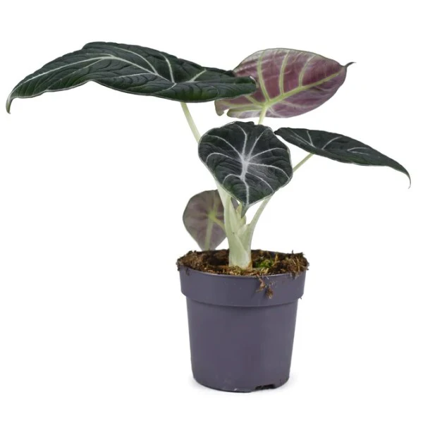 Alocasia Black Velvet Dwarf - Image 2