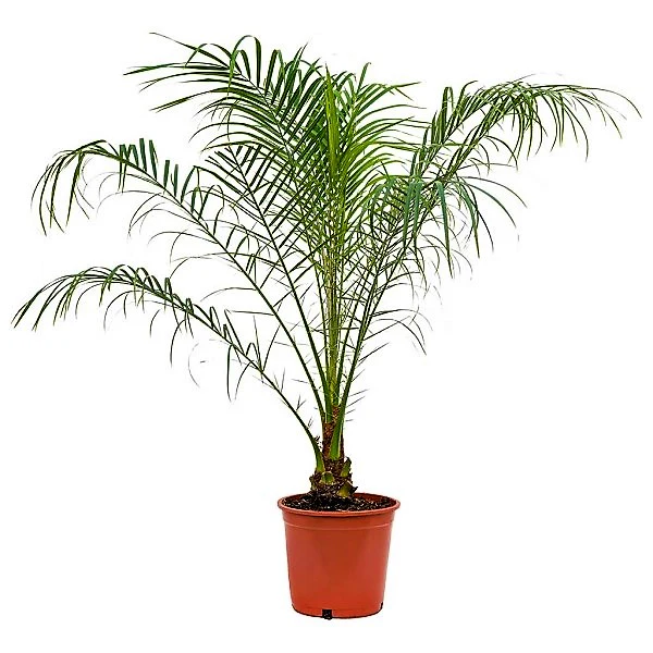 Phoenix Roebelenii, Miniature Date Palm, Dwarf Pygmy Date palm - Image 3
