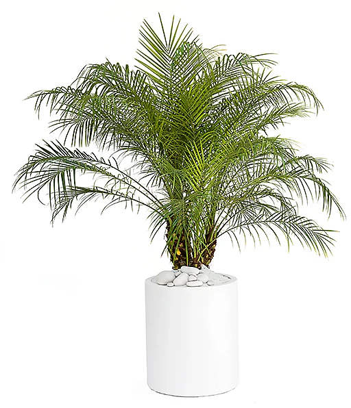 Phoenix Roebelenii, Miniature Date Palm, Dwarf Pygmy Date palm - Image 4