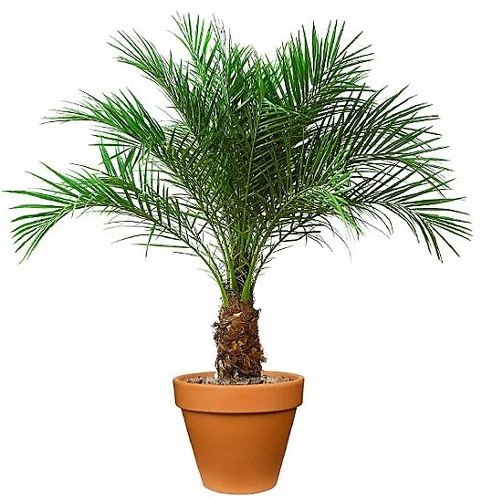 Phoenix Roebelenii, Miniature Date Palm, Dwarf Pygmy Date palm - Image 5