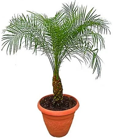 Phoenix Roebelenii, Miniature Date Palm, Dwarf Pygmy Date palm - Image 6