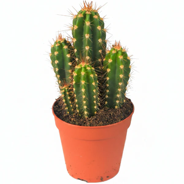 Echino Cactus
