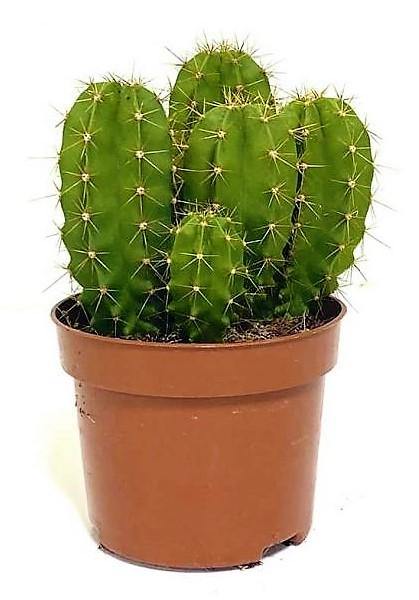 Echino Cactus - Image 2