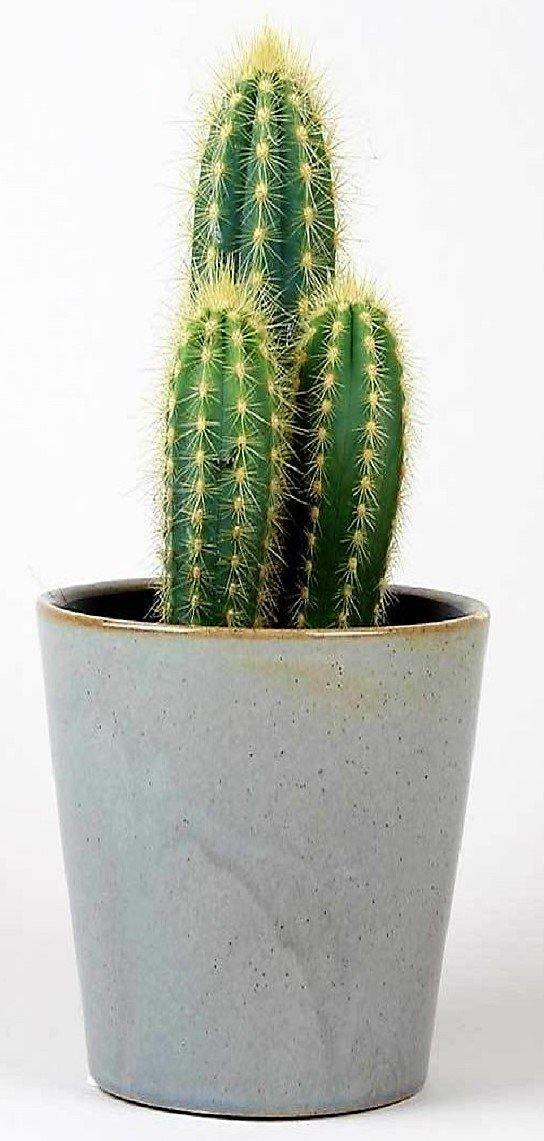 Echino Cactus - Image 3