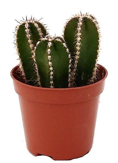 Echino Cactus - Image 4