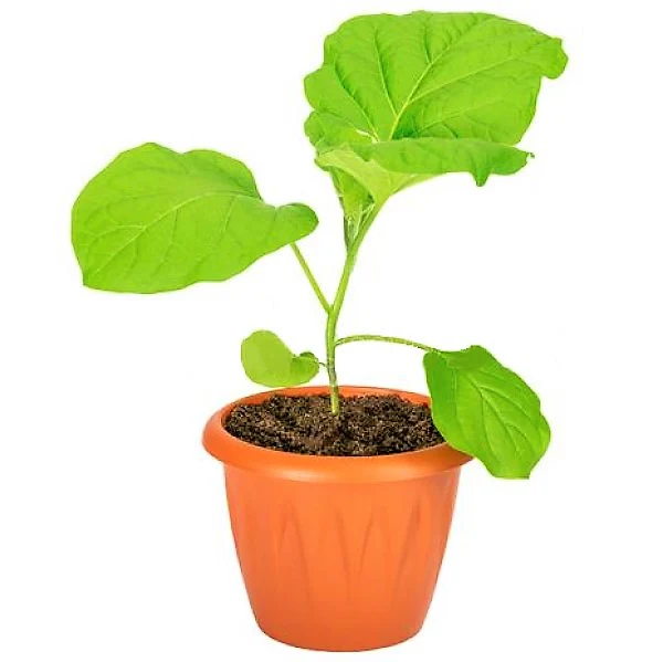 Egg Plant, Solanum Melongena - Image 2