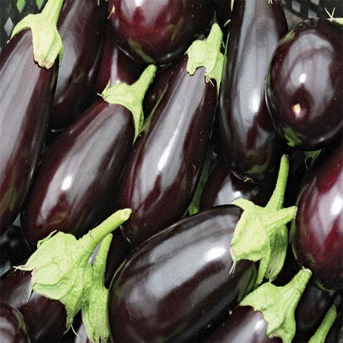 Eggplant - Image 3
