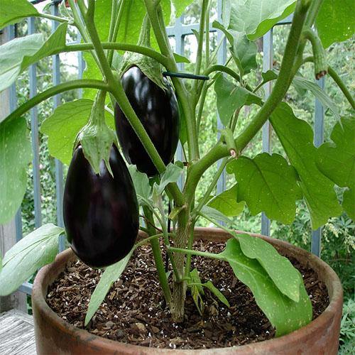 Eggplant - Image 4