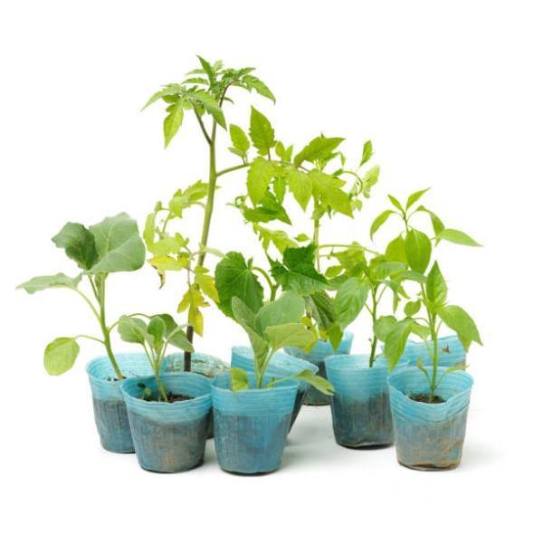 Eggplant - Image 5
