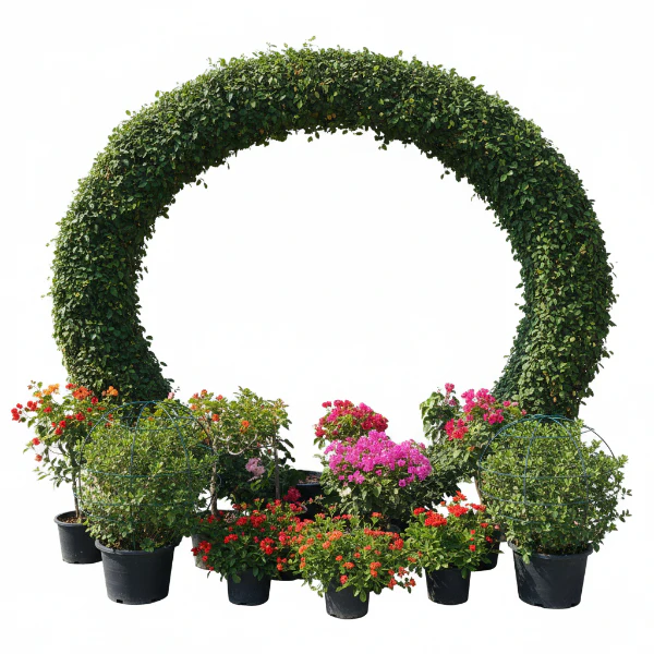 Ehretia Big (Different Shapes)