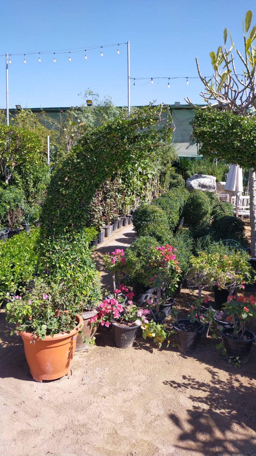 Ehretia Big (Different Shapes) - Image 10