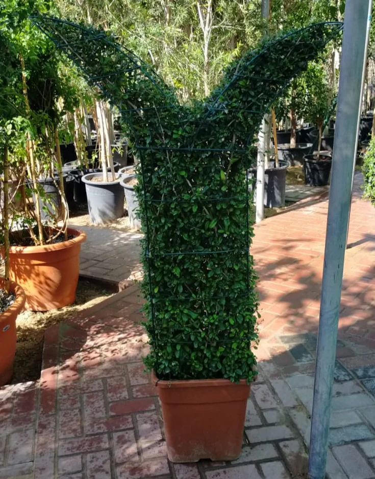 Ehretia Big (Different Shapes) - Image 4
