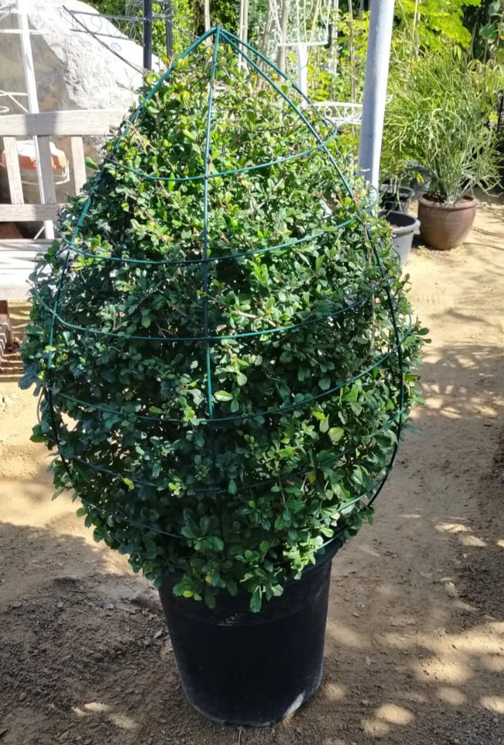 Ehretia Big (Different Shapes) - Image 8