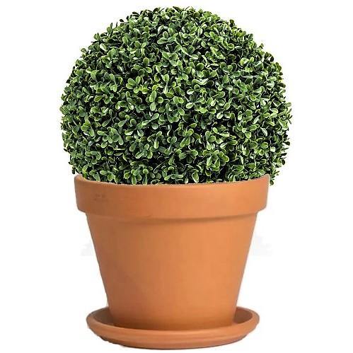 Ehretia microphylla, Fukien Tea Tree, Ball - Image 2